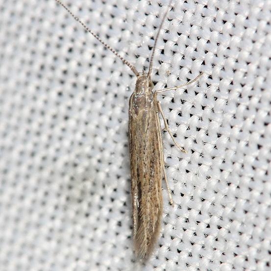 1349 Coleophora lineapulvella yard 9-2-12