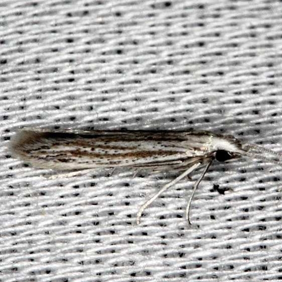 1350 Coleophora quadruplex Collier Seminole St Pk 3-1-14