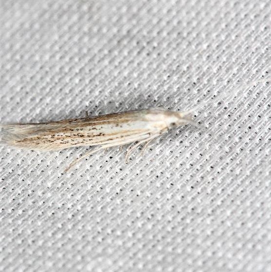 1350 Coleophora quadruplex yard 5-16-13