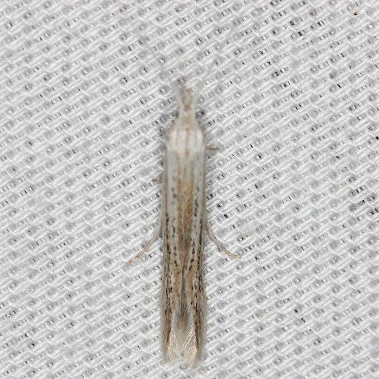 1350 Coleophora quadruplex yard 5-16-13