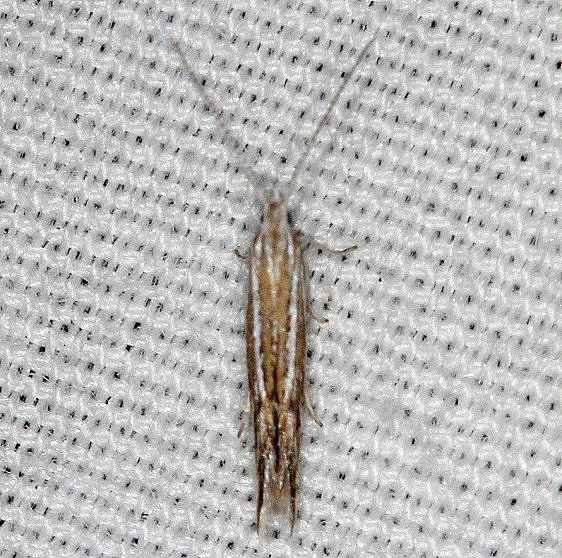 1355 Coleophora nigrostriata BG tentative not in range Desoto St Pk Alabama 9-7-18(1)_opt