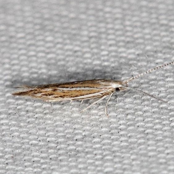1355 Coleophora nigrostriata BG tentative not in range Desoto St Pk Alabama 9-7-18(2)_opt