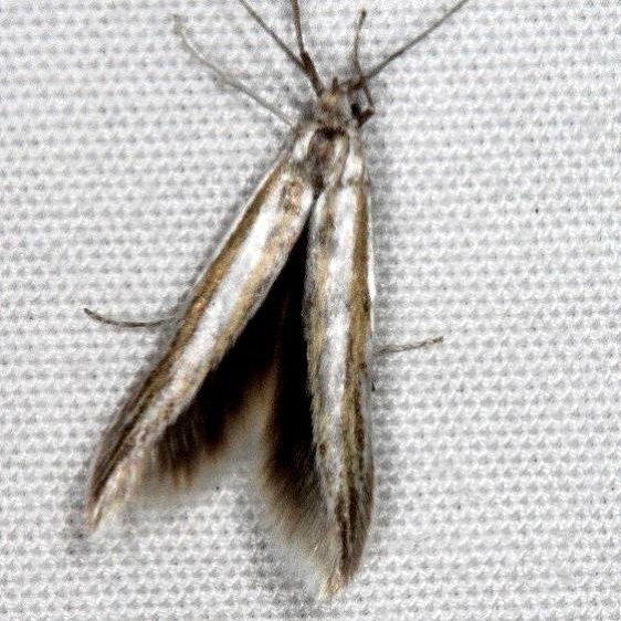 1355 Coleophora nigrostriata Bluewater Lake St Pk New Mexico 5-20-17 (5)_opt