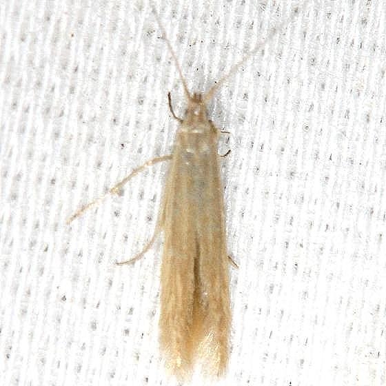 1358 Coleophora quadrilineella yard 5-19-13