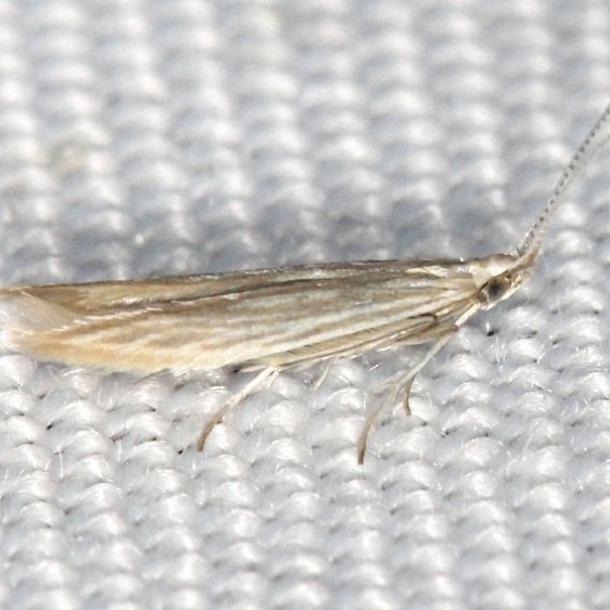 1358 Coleophora quadrilineella yard 5-29-13