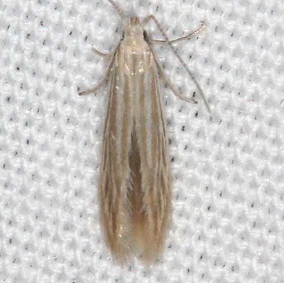 1358 Coleophora quardilineela yard 7-9-20