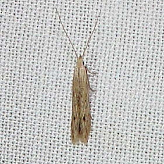 1361 Coleophorea borea yard 8-3-10_opt_opt