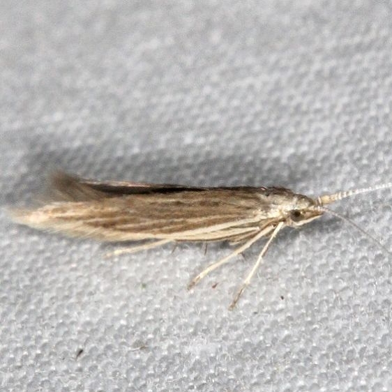 1365 Streaked Coleophora Moth yard 9-3-15