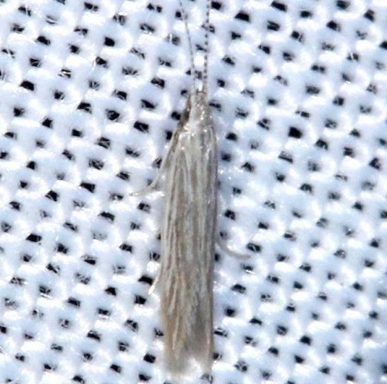 1365 Streaked Coleophora Moth yard 8-2-13
