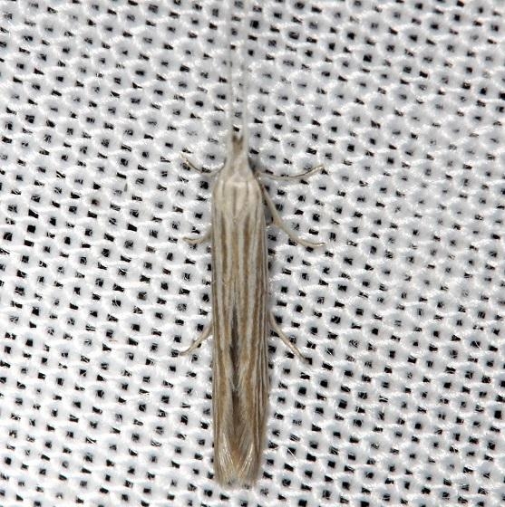 1365 Streaked Coleophora Thunder Lake Mich UP 6-25-13