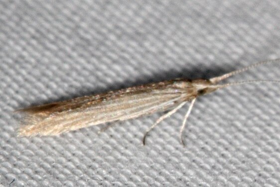 1366-Coleophora-benestrigatella-Whispering-Pines-Thunder-Lake-MI-8-22-22