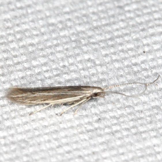 1368 Coleophora bidentella BG yard 9-9-19