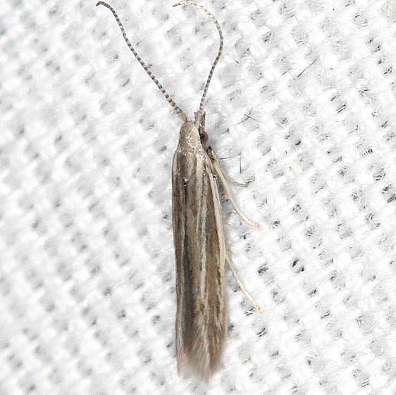 1368-Coleophora-bidentella-BG-yard-9-9-19-14_opt