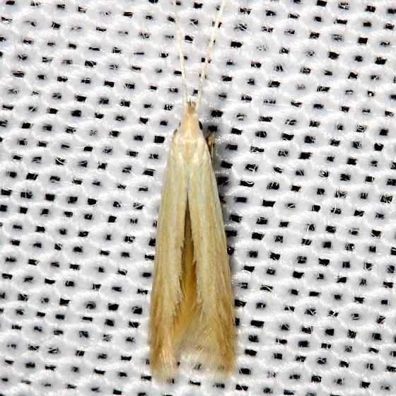 1378 Coleophora glaucicolella Shawnee St Pk Oh 6-15-13