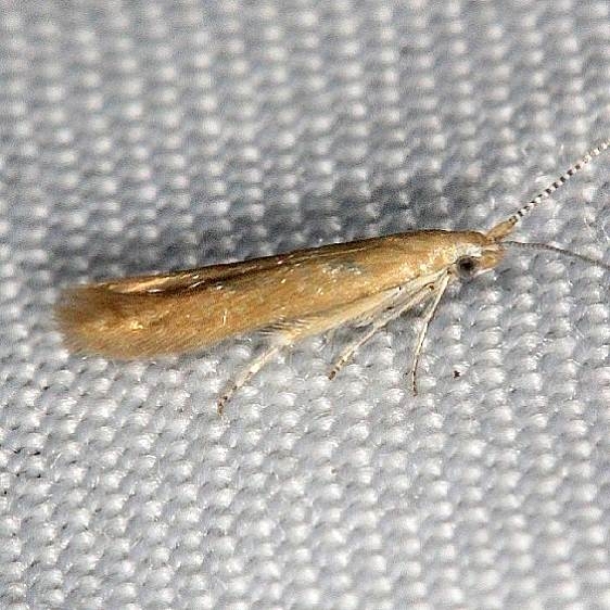 1378 Coleophora glaucicolella Thunder Lake Mich UP 6-22-13