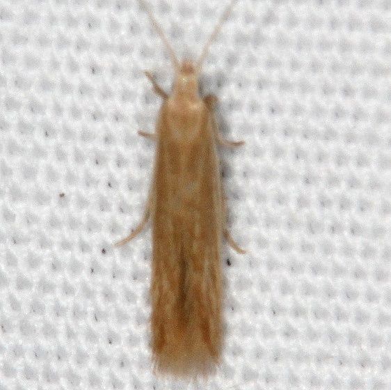 1378 Coleophora glaucicolella yard 7-26-20