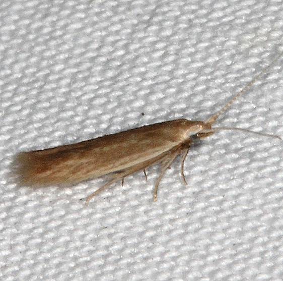 1378-Coleophora-glaucicolella-yard-7-26-20-19_opt
