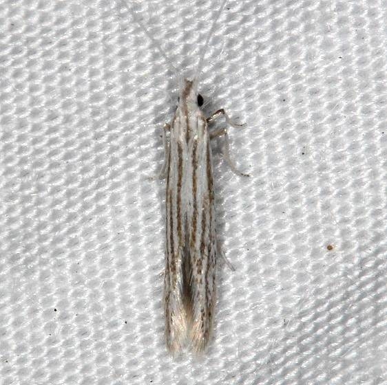 1379 Coleophora alticolella Lake Kissimmee St Pk 3-11-14