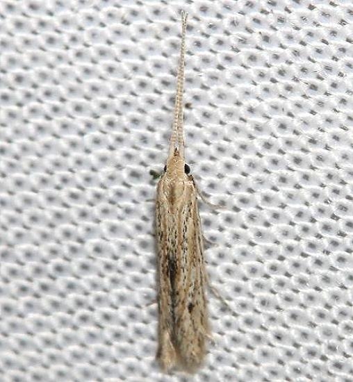 1380 Coleophora fagicorticella yard 8-14-12