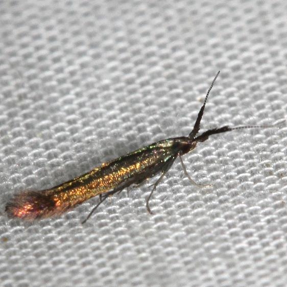 1387 Metalic Coleophora Moth yard 5-22-12