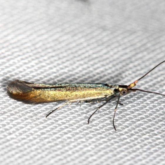 1388 Large Clover Casebearer Moth yard 5-30-13