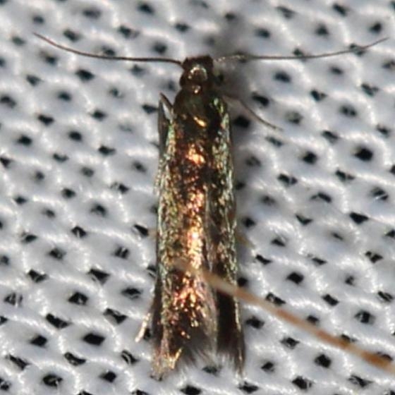 1388 Large Clover Casebearer Moth yard 6-19-12