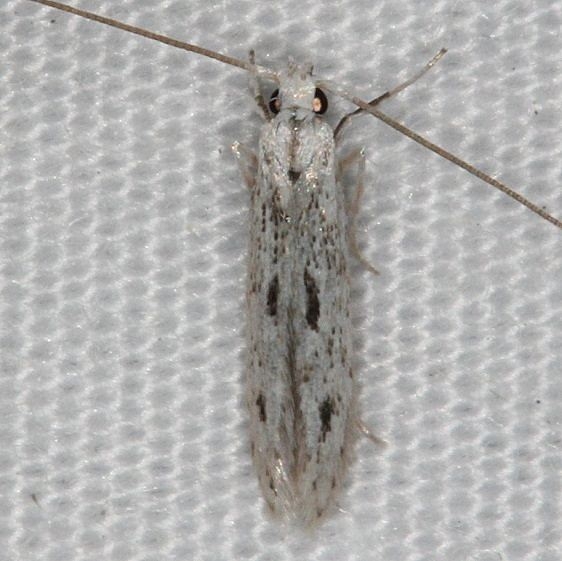 1398 Coleophora octagonella Lake Kissimmee St Pk 3-11-14