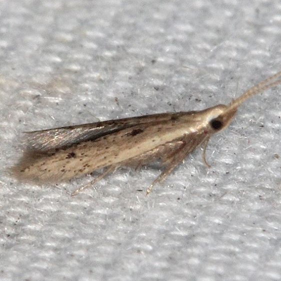 1398 Octagonal Casemaker Moth tentative check BG Silver Springs St Pk Fl 9-23-18 (83)_opt