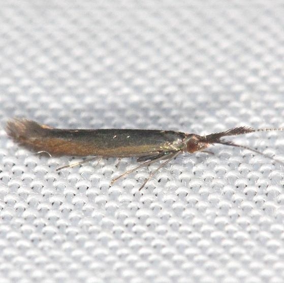 1398.2 Coleophora deauratella yard 5-16-13