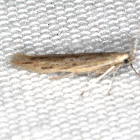 1398.97 Unidentified Coleophora-BG-Bear-Island-Big-Cypress Preserve Fl 3-3-22