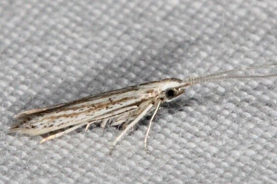 1398.97 Unidentified Coleophora-BG-Bear-Island Big Cypress Preserve Fl 3-5-22