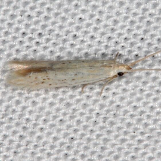 1398.97 Unidentified Coleophora BG Paynes Prairie St Pk FL 3-14-21