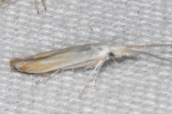 1398.97 Unidentified Coleophora Coyote Run-Preserve BG 8-2-19