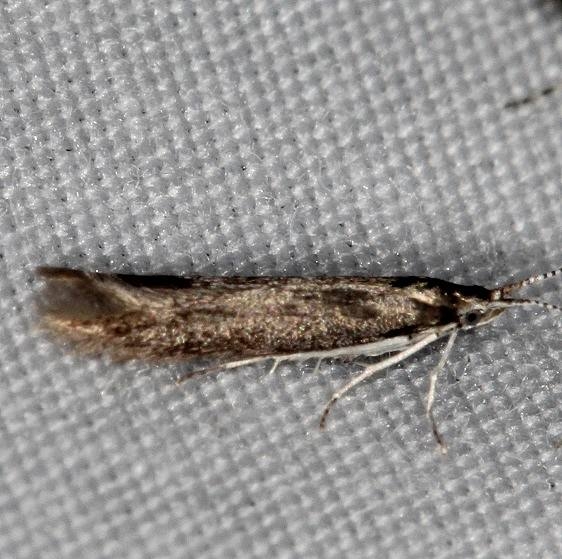 1398.97 Unidentified Coleophora Moth Ash Rapids Lodge Lake of the Woods Ont 7-21-17 (38)_opt