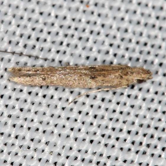 1398.97 Unidentified Coleophora Moth Collier Seminole St Pk 3-1-14