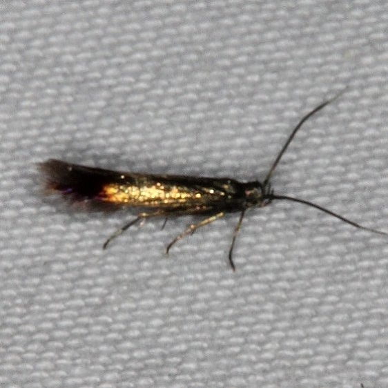 1398.97 Unidentified Coleophora Moth Thunder Lake UP Mich 6-24-15