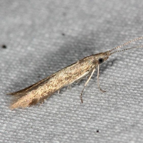 1398.97 Unidentified Coleophora Moth yard 7-2-14