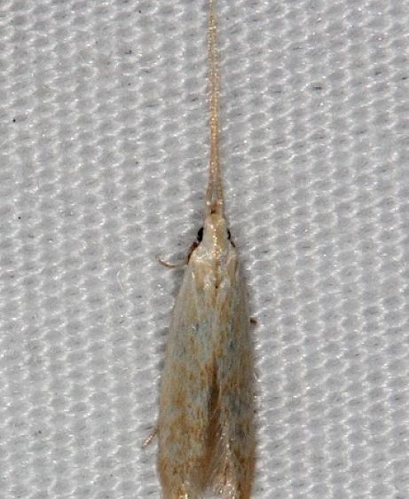 1398.97 Unidentified Coloeophora Moth Collier-Seminole St Pk 3-3-15