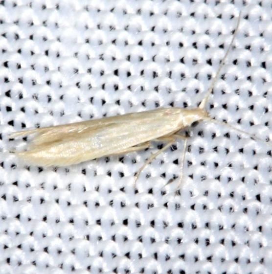 1398.97 unidentified Coleophora sp yard 8-6-13