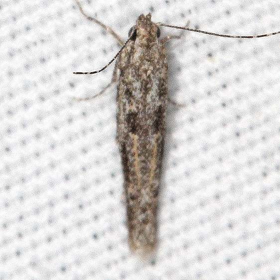 1399 Batrachedra praeangusta BG yard 7-10-19
