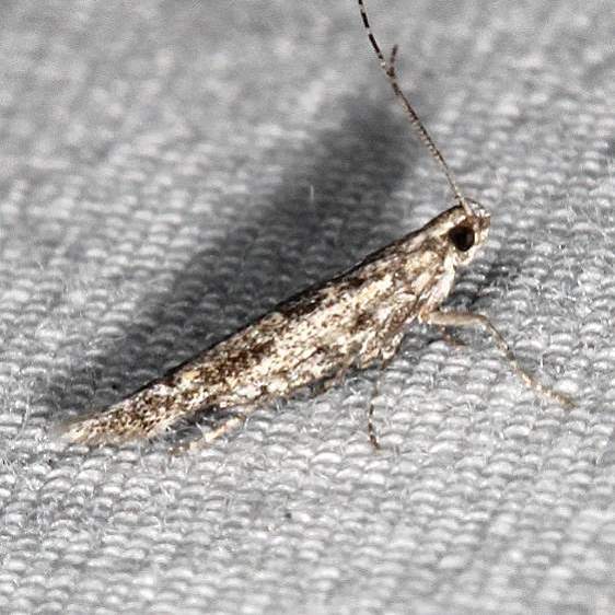 1399-Batrachedra-praeangusta-BG-yard-7-10-19-6_opt