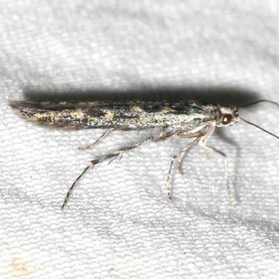 1399 Batrachedra praeangusta Mueller St Pk Colorado 6-20-17 (9)_opt