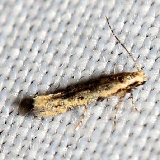 1400 Batrachedra striolata Little Talbot Island St Pk 2-21-13