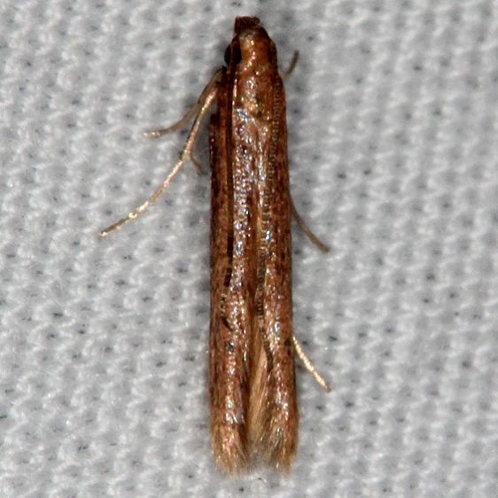 1405 Batrachedra testor Favre-Dykes St Pk Fl 2-21-15