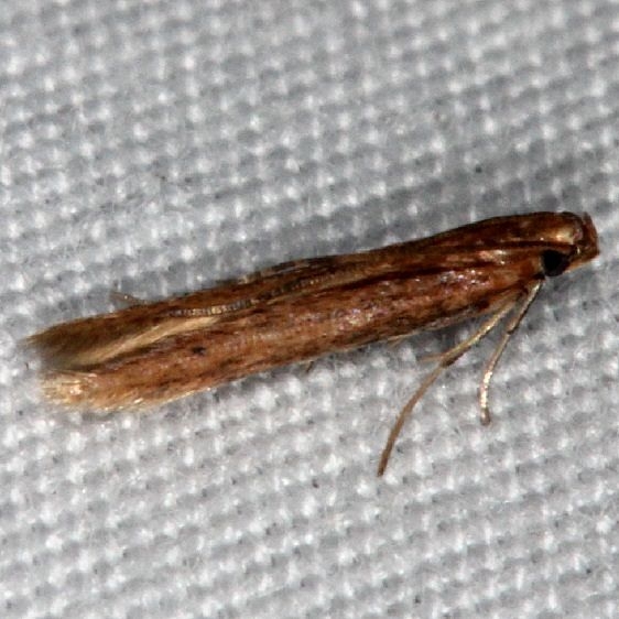 1405 Batrachedra testor Favre-Dykes St Pk Fl 2-21-15