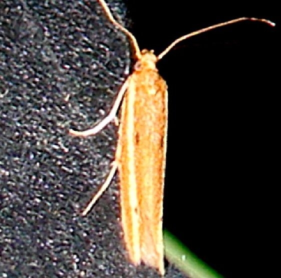 1406 Batrachedra busiris Collier Seminole St Pk 3-16-11 (27)_opt (1)