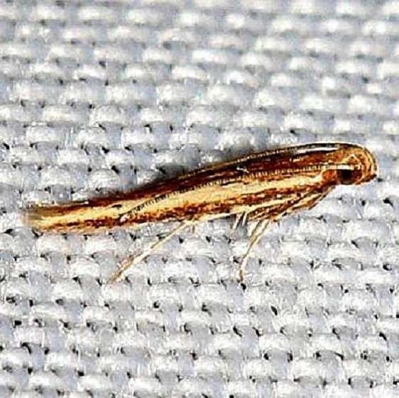 1406 Batrachedra busiris tentative Little Talbot Island St Pk 2-21-13