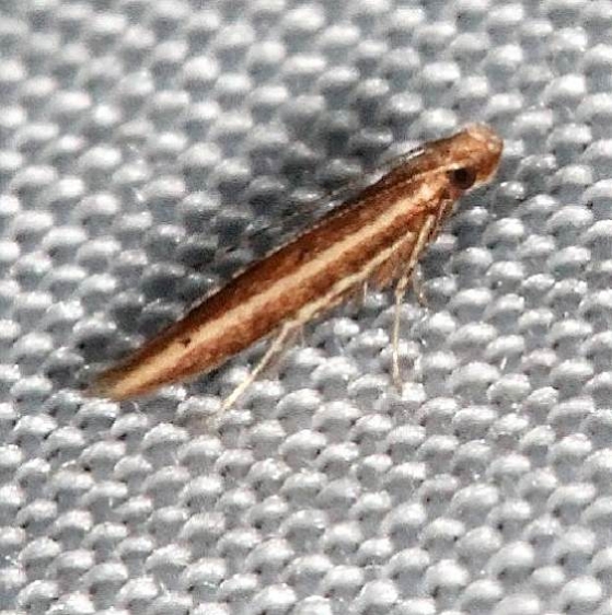 1406 batrachedra busiris tentative Collier Seminole St Pk 2-25-14