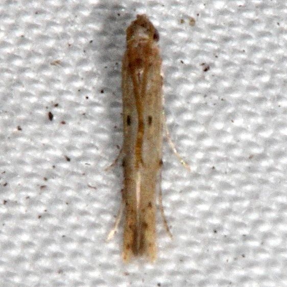 1407 Batrachedra calator tentative Johathan Dickinson St Pk Fl 3-9-17