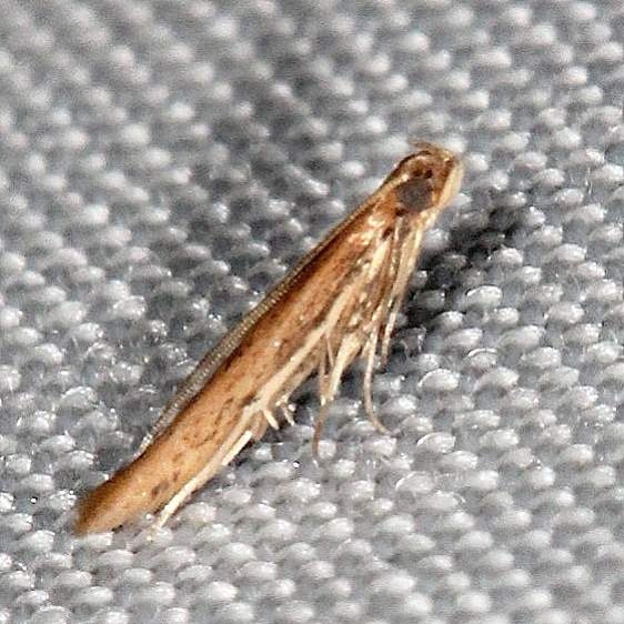 1408 Bactrachedra concitata tenative Village Creek St Pk, Texas 11-6-13